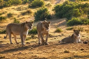 The Blind Lioness Who Lived On Because Her Daughters Refused to Let Her Go