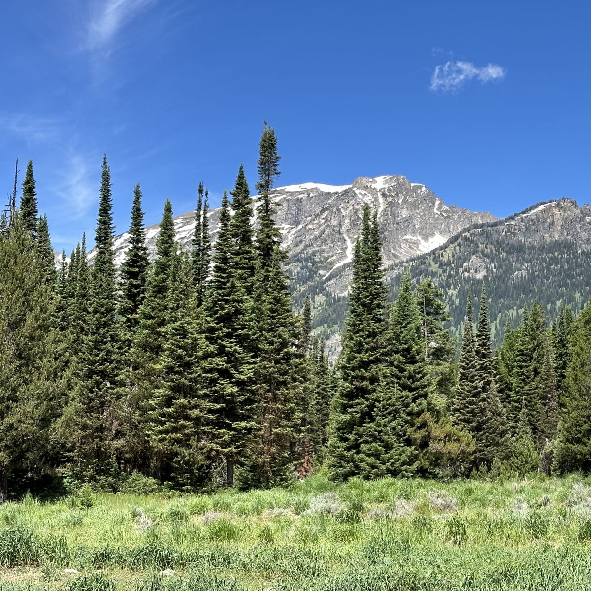 Phelps Lake Trail