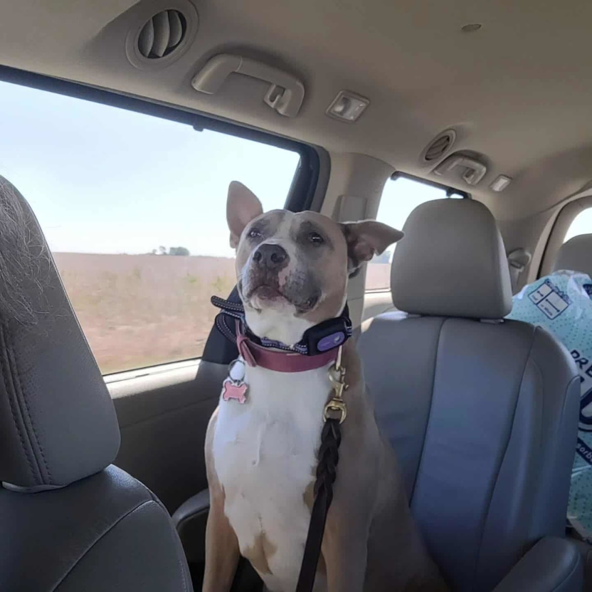 Driving to Galena with the Dog!