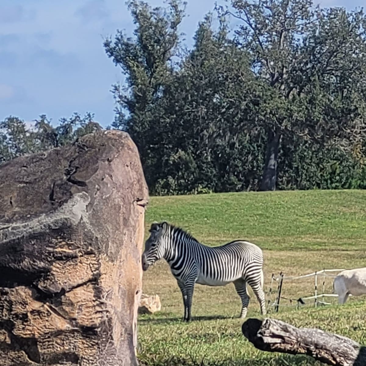 Zebra at Busch Gardens