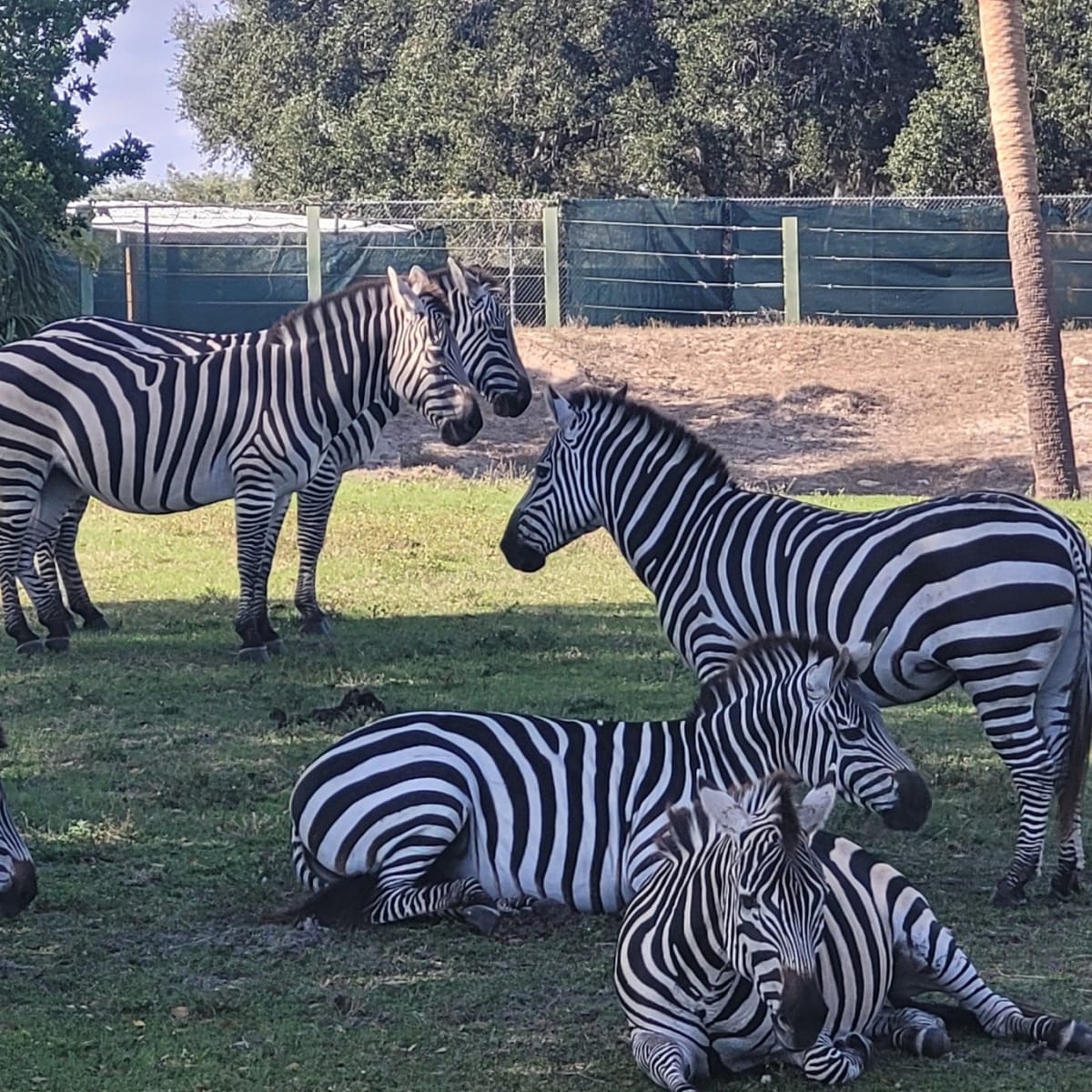 A Group of Zebras, which is Called a Zazzle.