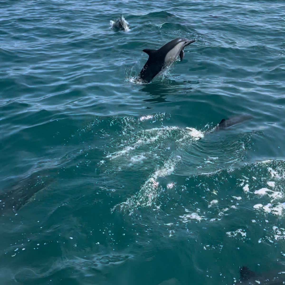 Catallac Whale watch from Davey’s Locker