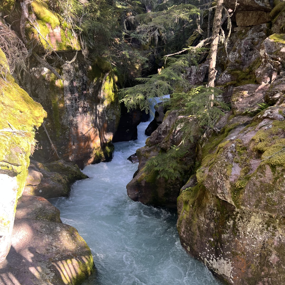 Trail of the Cedars Trail (right by the entrance to Avalanche Lake trial)