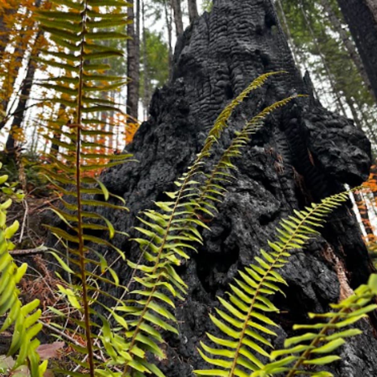 Charred trees from a wildfire and ferns :)