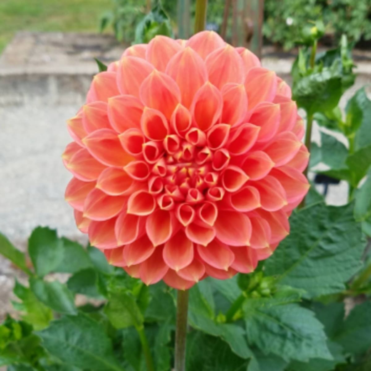 Other flowers at the garden