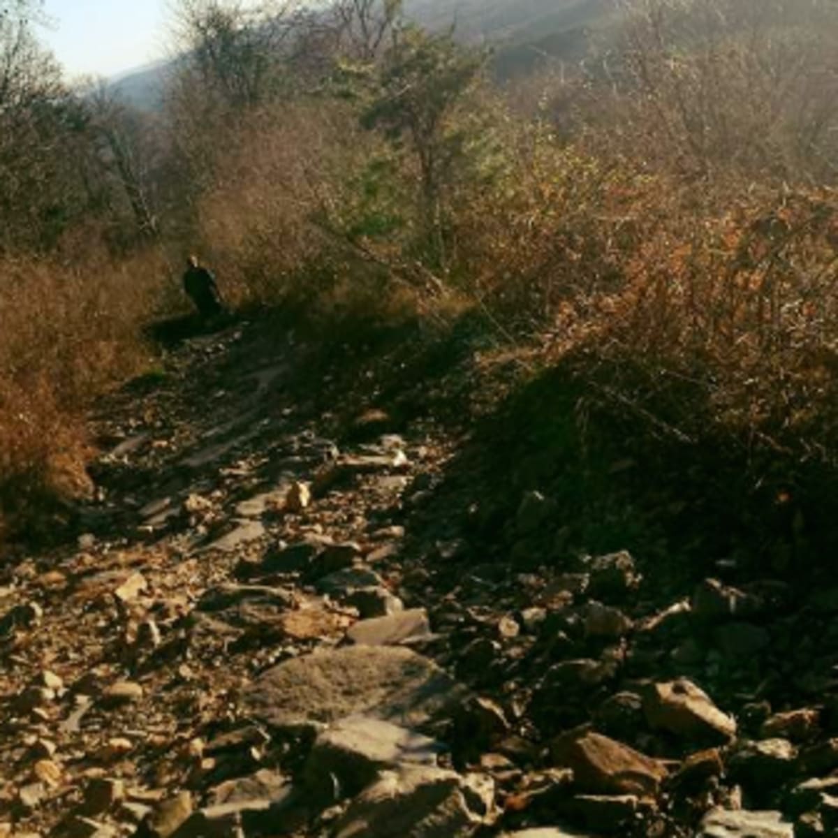 The Trail overlooking a scenic view!