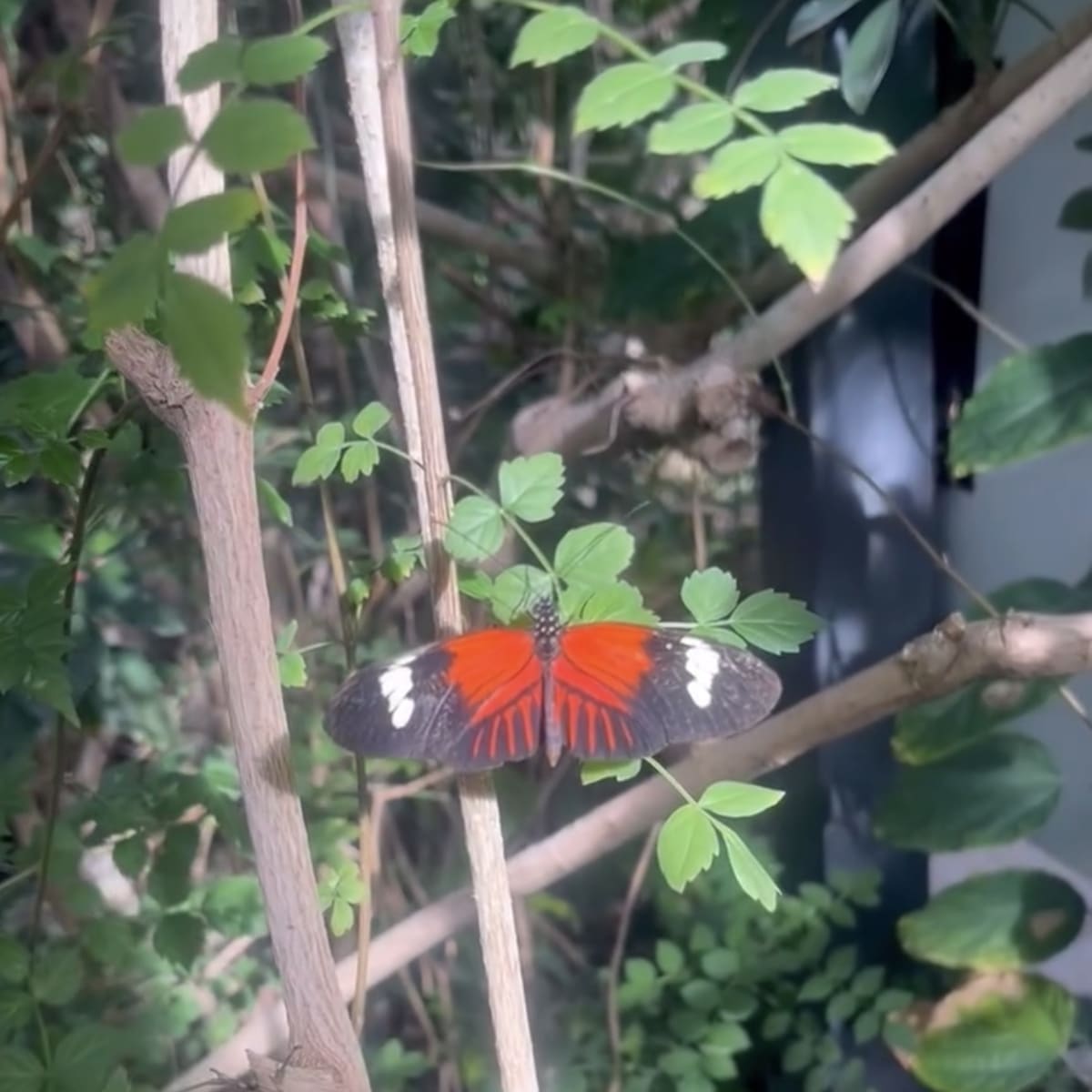 Beautiful butterfly!