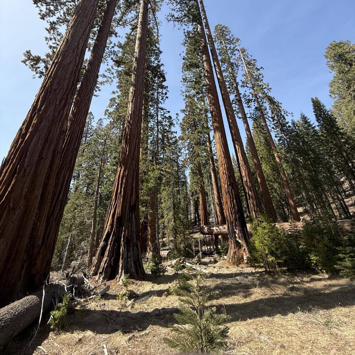 Mariposa Grove