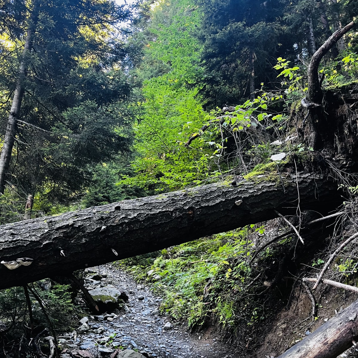 Through the Forest