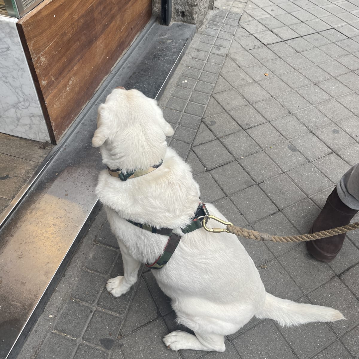 Madrid--this cute little pup was waiting patiently outside the cafe for her dad to come out. Her name is Olivia Federica :) -- so many dog-friendly places in Madrid!