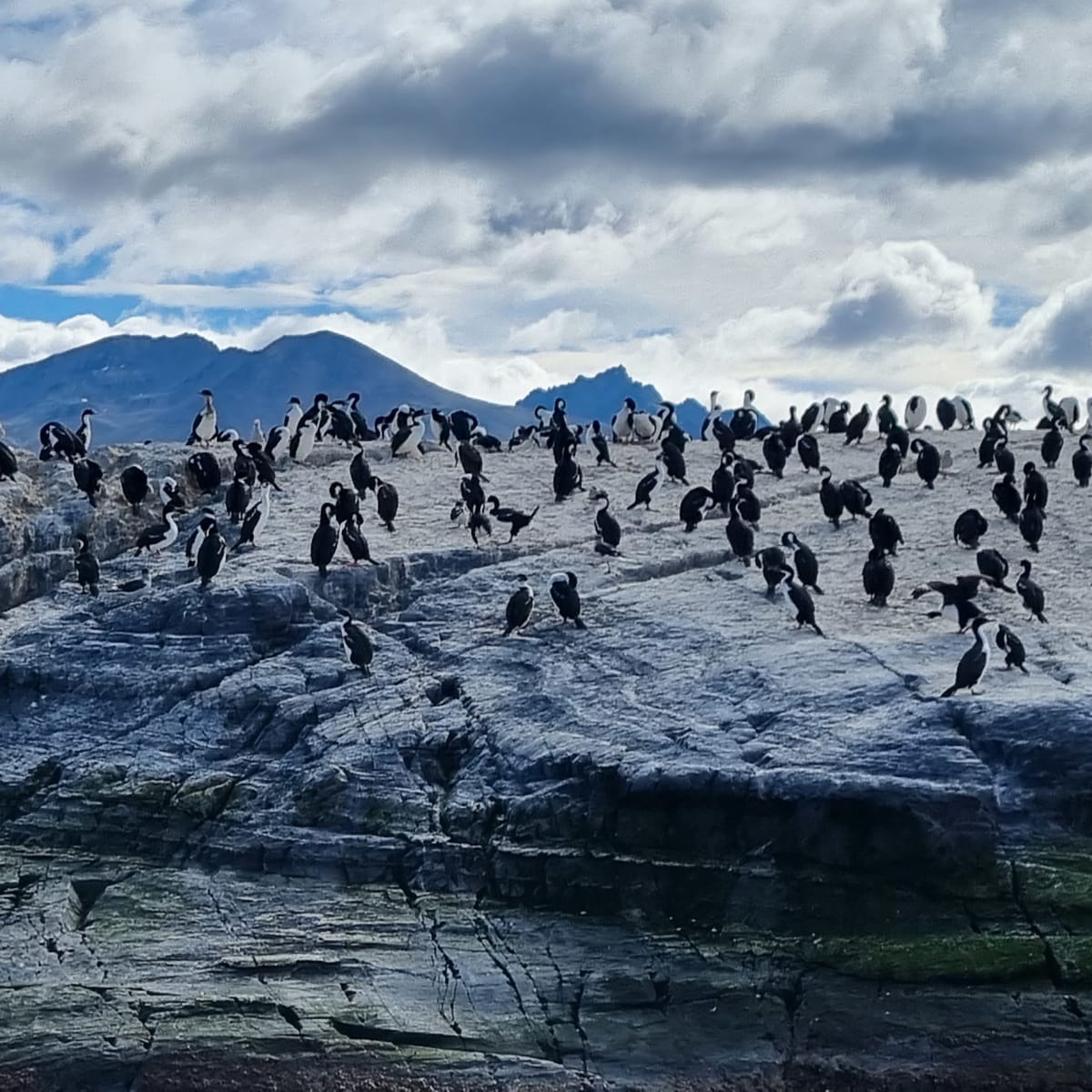 Penguin colony