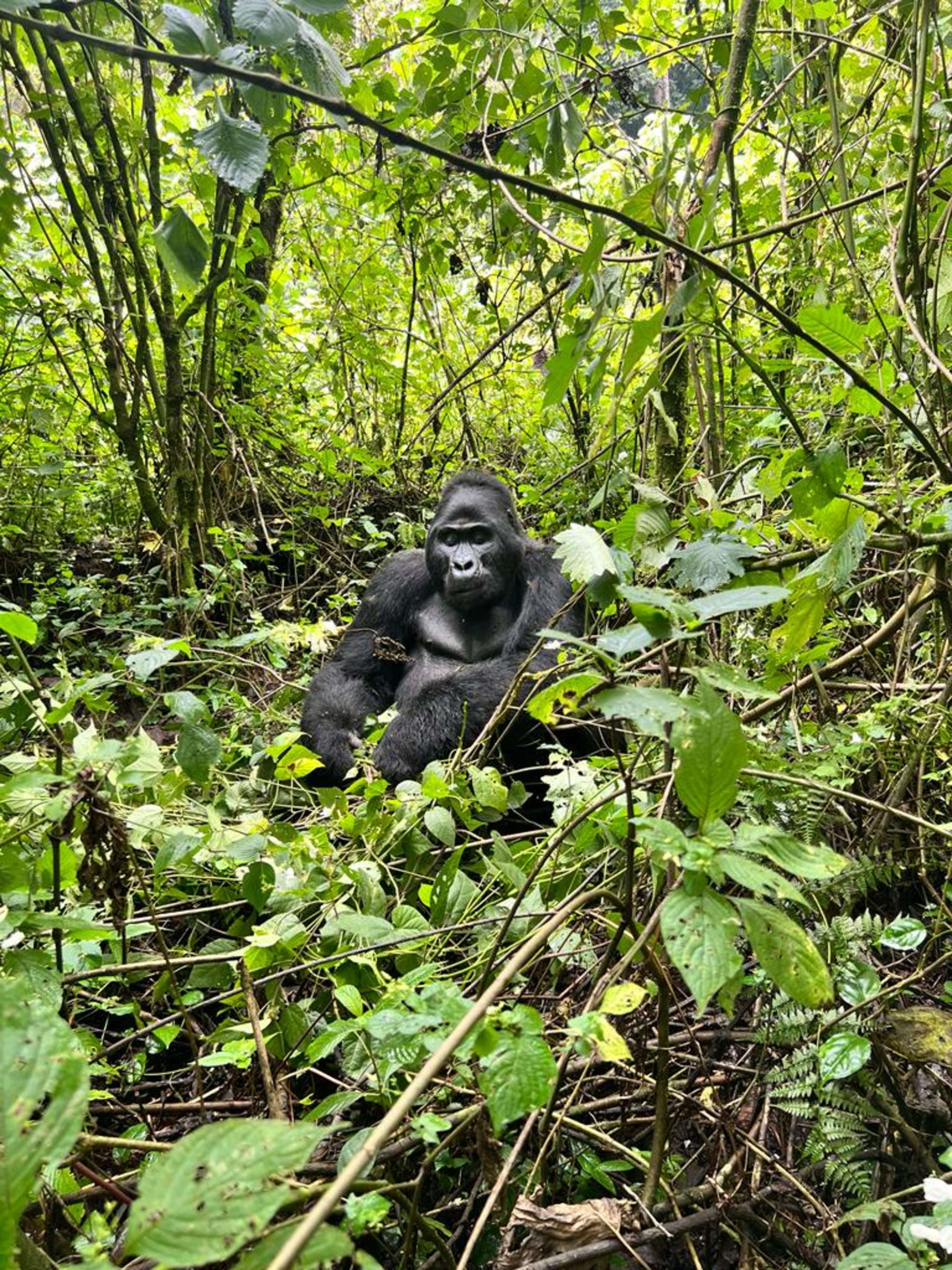 Silverback Gorilla Trekking in Uganda