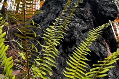 Charred trees from a wildfire and ferns :)