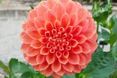 Other flowers at the garden