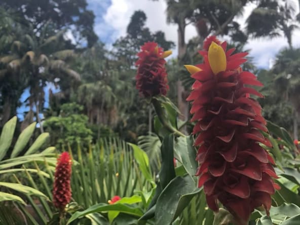 Botanic Gardens of Sydney