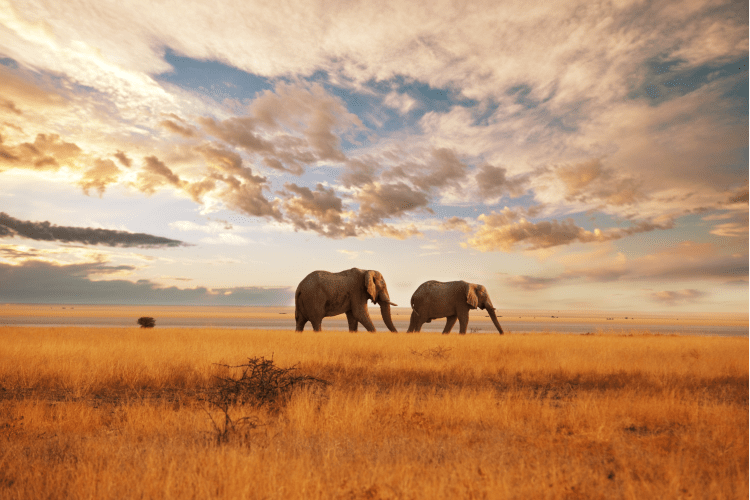 A Guide to Ethical Animal Encounters While Traveling image