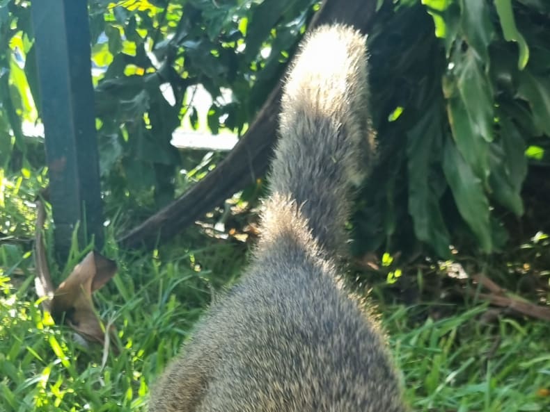 Coati friend! (Argentinean raccoon).