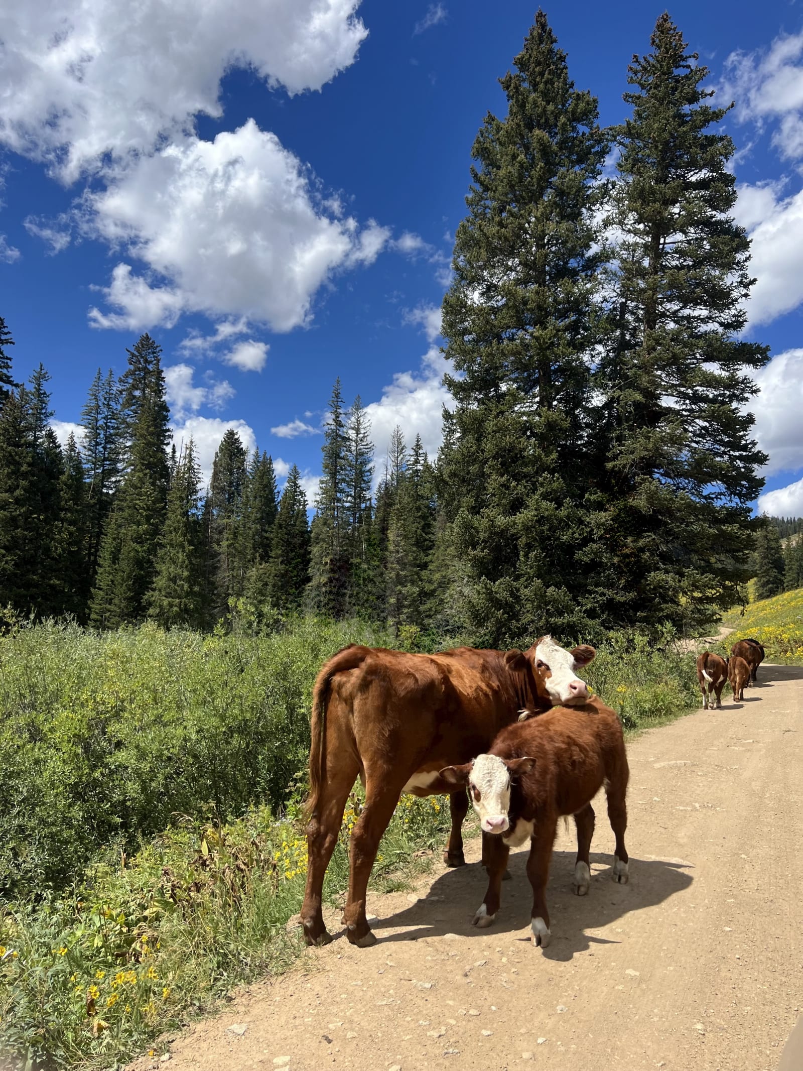 Where the Wildflowers Are