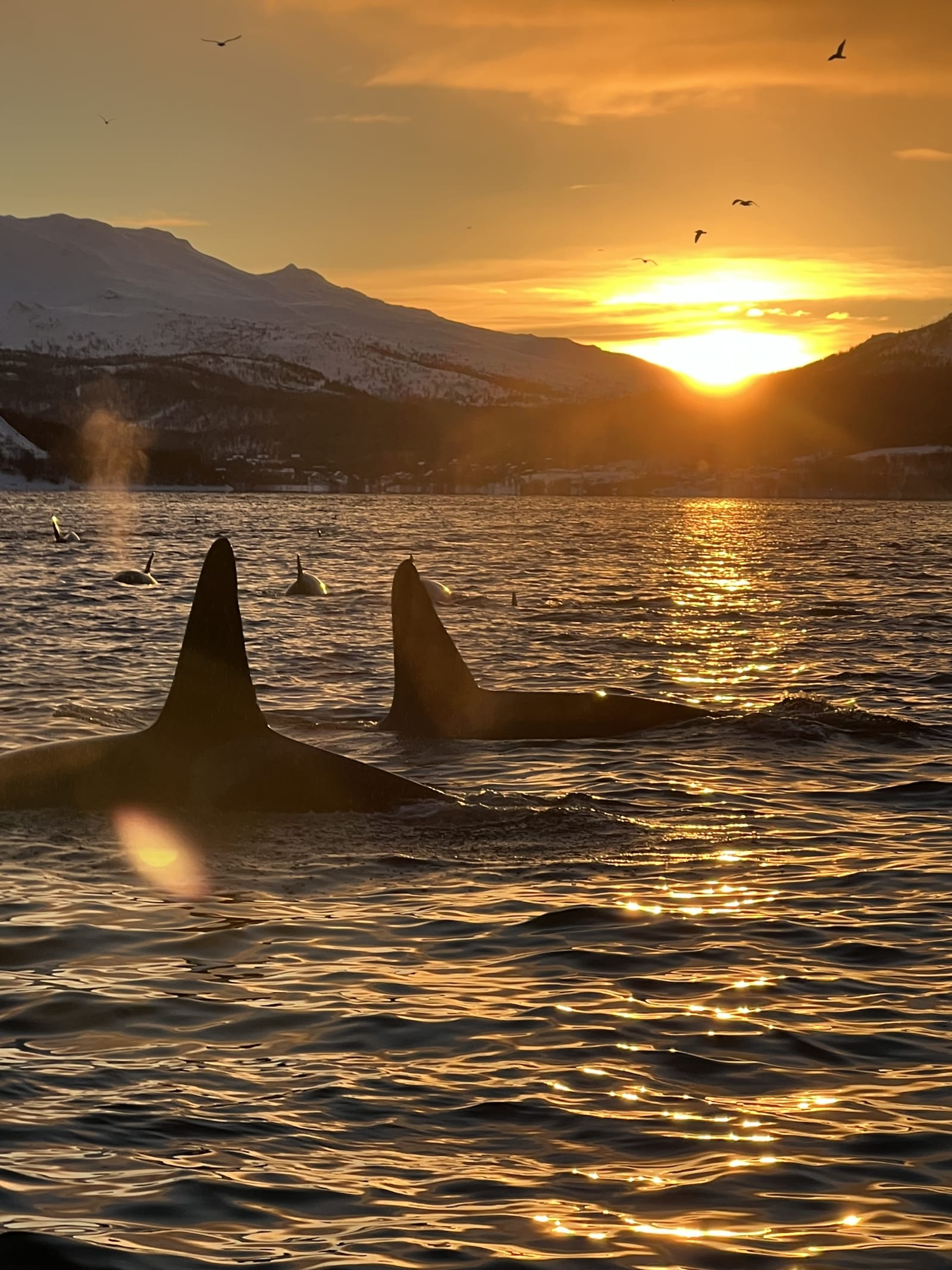 Wild orca diving in Norway