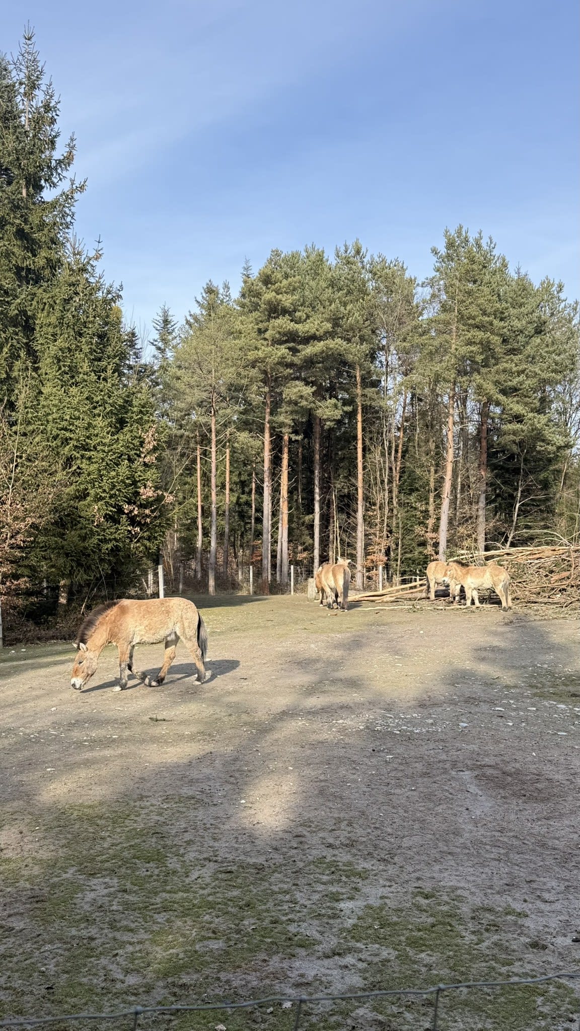 From Seven Days Based in a Swiss Village by Mavvie Travels