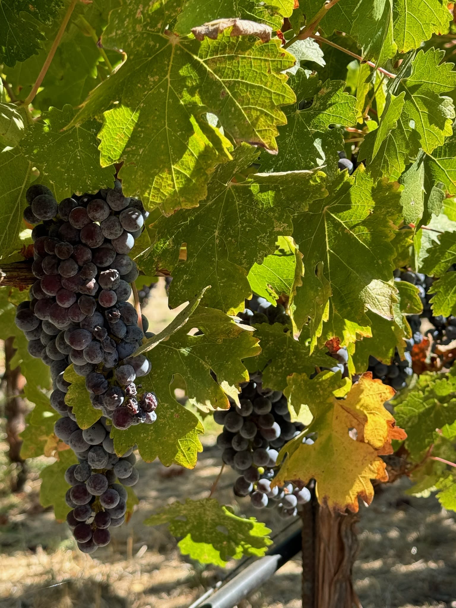 From Weekend in Napa by Love2Travel
