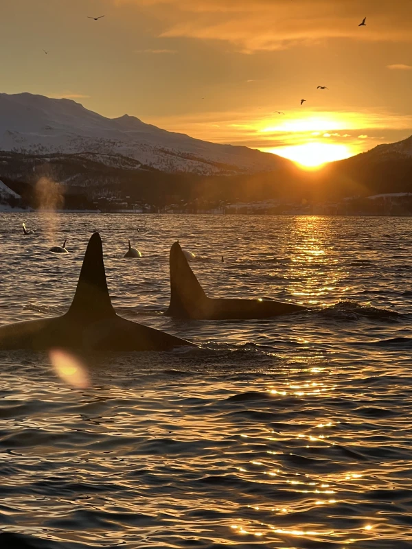 Wild orca diving in Norway