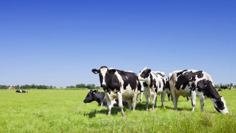 Wat is tallow en hoe wordt het gebruikt in huidverzorgingsproducten?