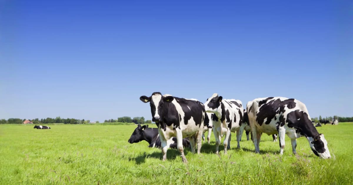 Wat is tallow en hoe wordt het gebruikt in huidverzorgingsproducten?