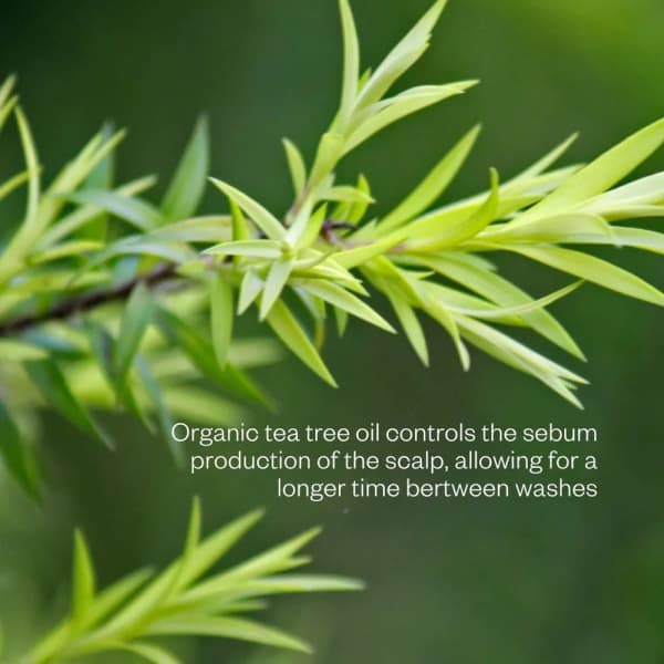 Flow Cosmetics Shampoo bar Tea Tree voor een vettige hoofdhuid