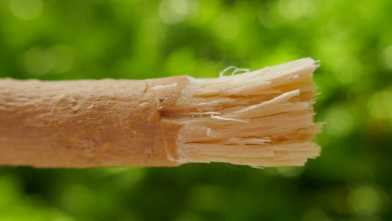Miswak: een eeuwenoud geheim voor een stralende glimlach