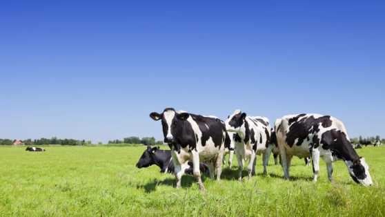 Wat is tallow en hoe wordt het gebruikt in huidverzorgingsproducten?