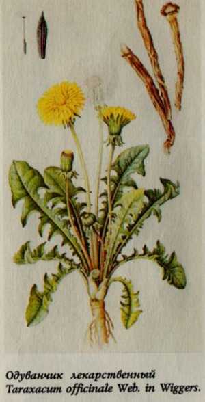 бәпембә үләне одуванчик