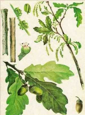 имән ағасы дуб