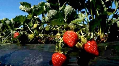 Мирас Иҙелбаев Мирас Идельбав