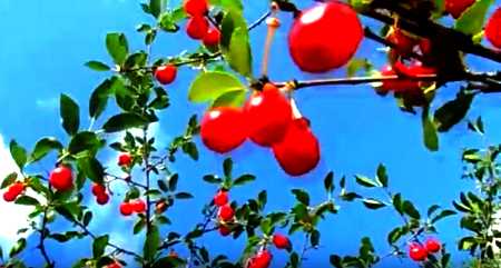 сейә емеше вишня красная