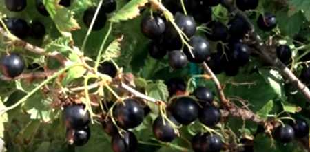 ҡарағат карагат