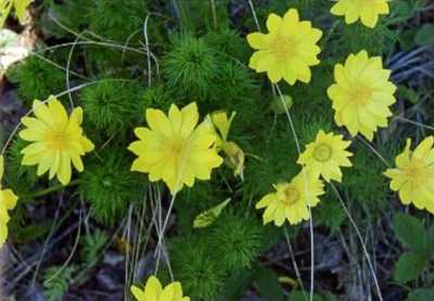 Һары умырзая сәскәһе УМЫРЗАЯ