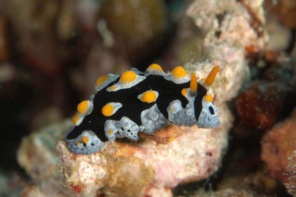 SIC EPISODE 91 : NUDIBRANCH: MAHLUK CANTIK PENGHUNI LAUTAN