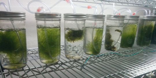 SIC EPSIODE 93: Terobosan Bioteknologi Kelautan: Mengubah Alga Menjadi Baterai Masa Depan