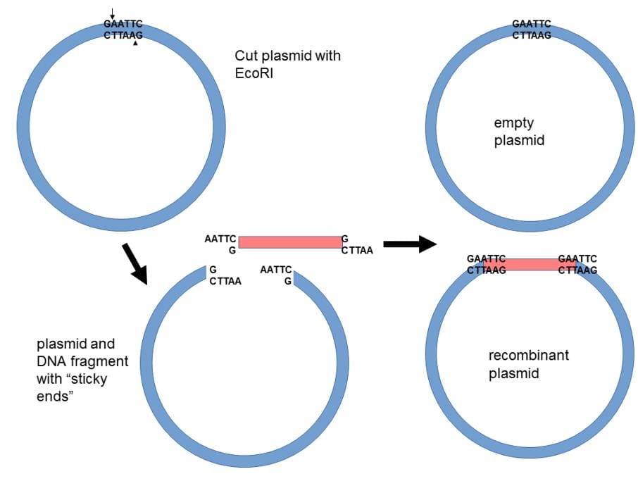 SIC EPISODE 86 : TEKNOLOGI DNA REKOMBINAN UNTUK EKSPLORASI POTENSI DAN BIODIVERSITAS ORGANISME LAUT