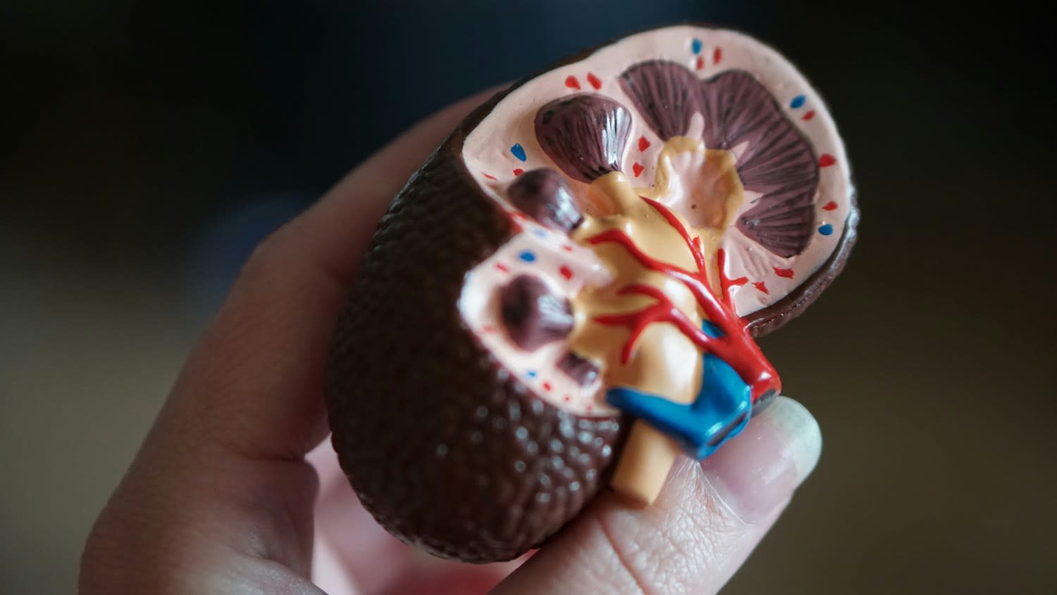 Kidney function importance on running