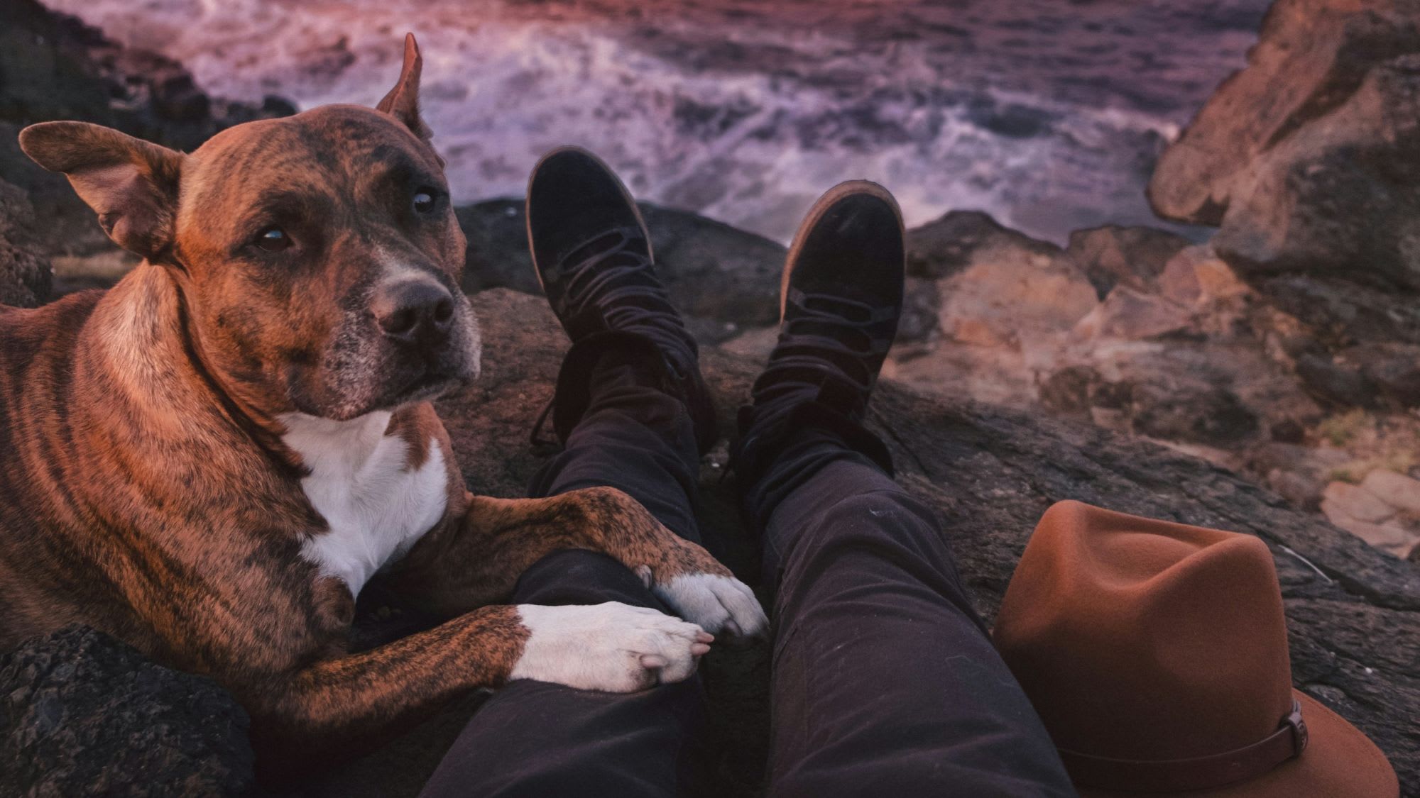 Brindle dog resting its paws on a person's legs on a rocky cliff overlooking the ocean.