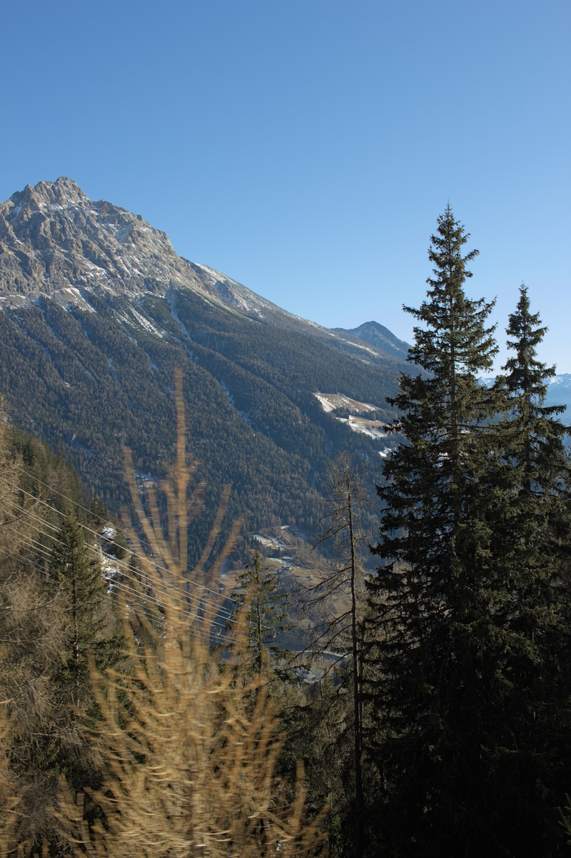 Bernina Mountain and Trees - 5