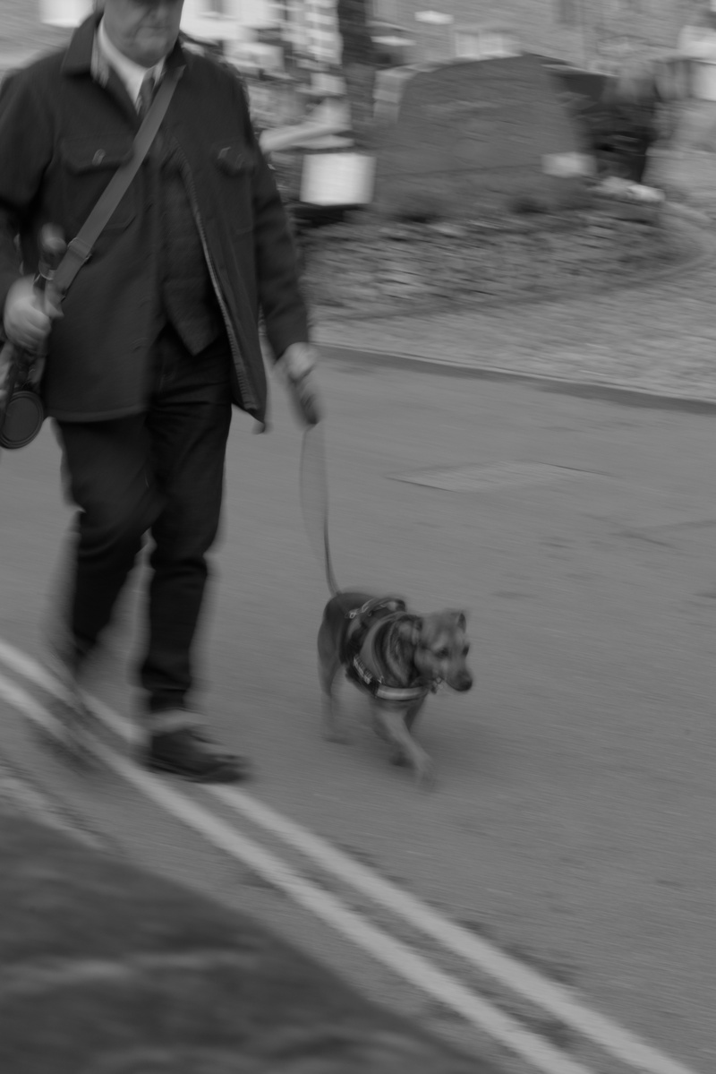 Street Dog Pan - 1