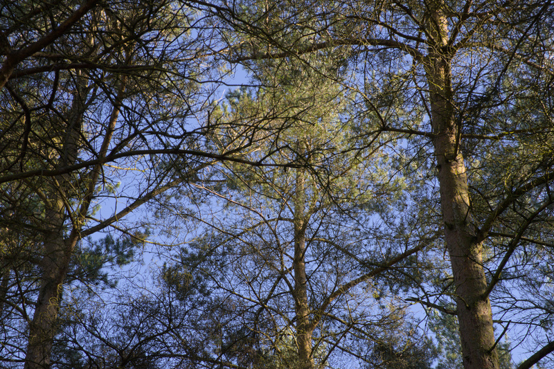 Center Parcs Trees - 3