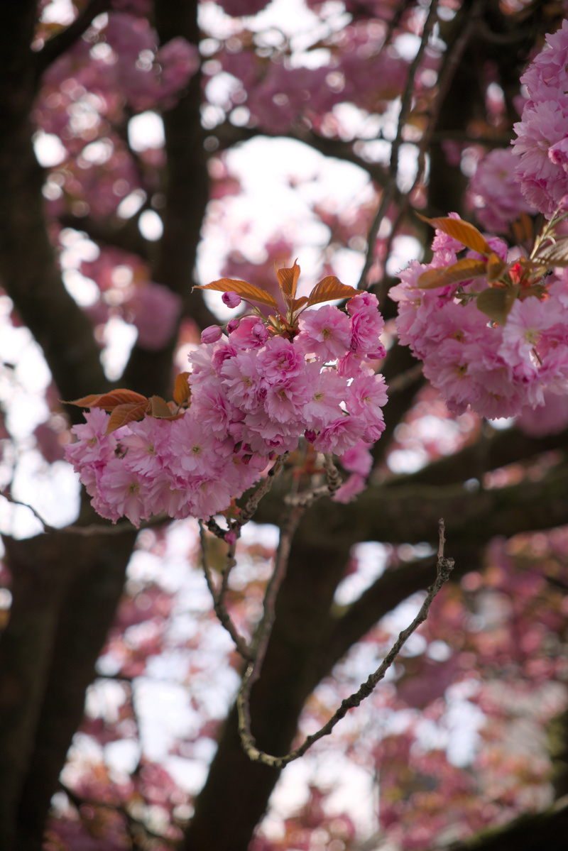 Cherry Blossom - 7