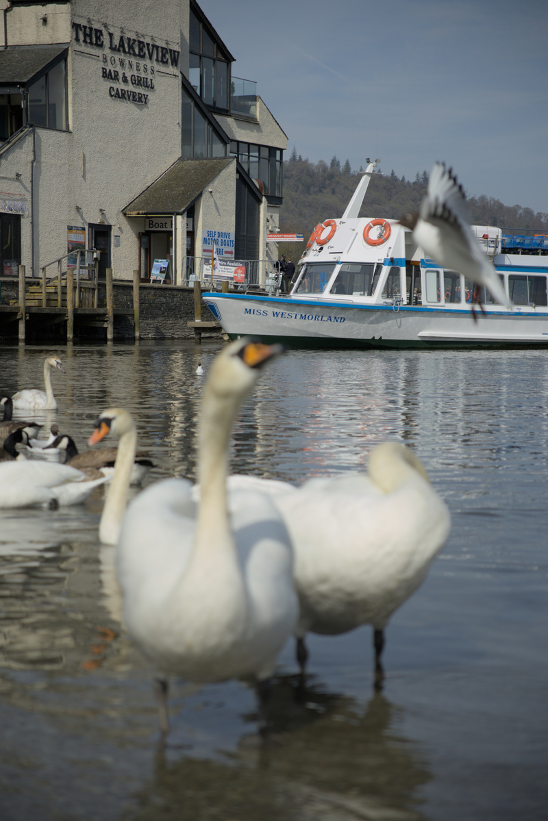 Lake Swans - 8