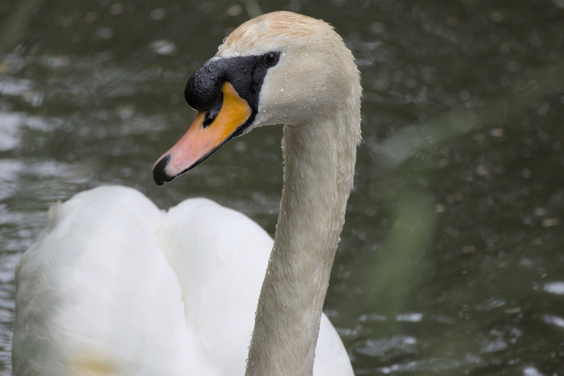 Swan Side Profile - 1