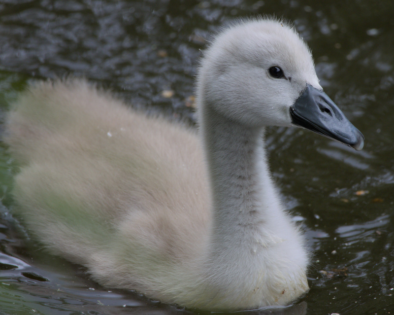 Signet Side Profile - 2