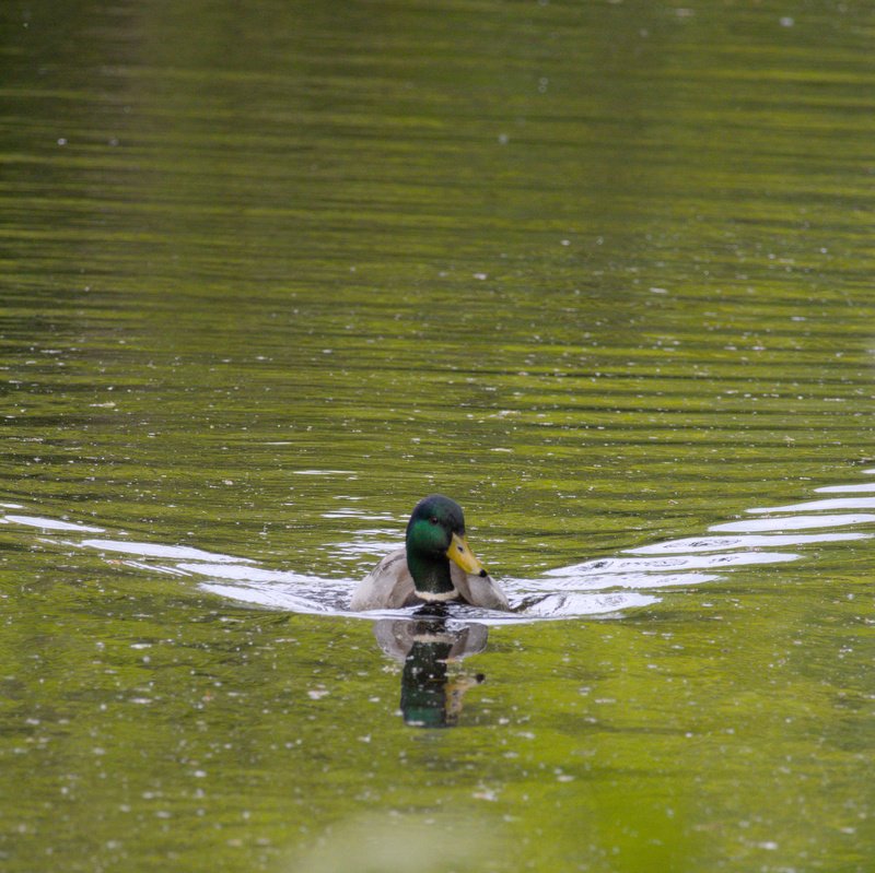 Duck Approach - 4